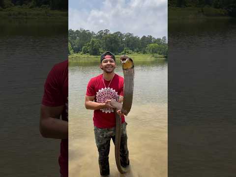 King Cobra SWIMMING!