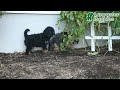 Mini Bernedoodle dogs for sale: Dasher  - Video 1