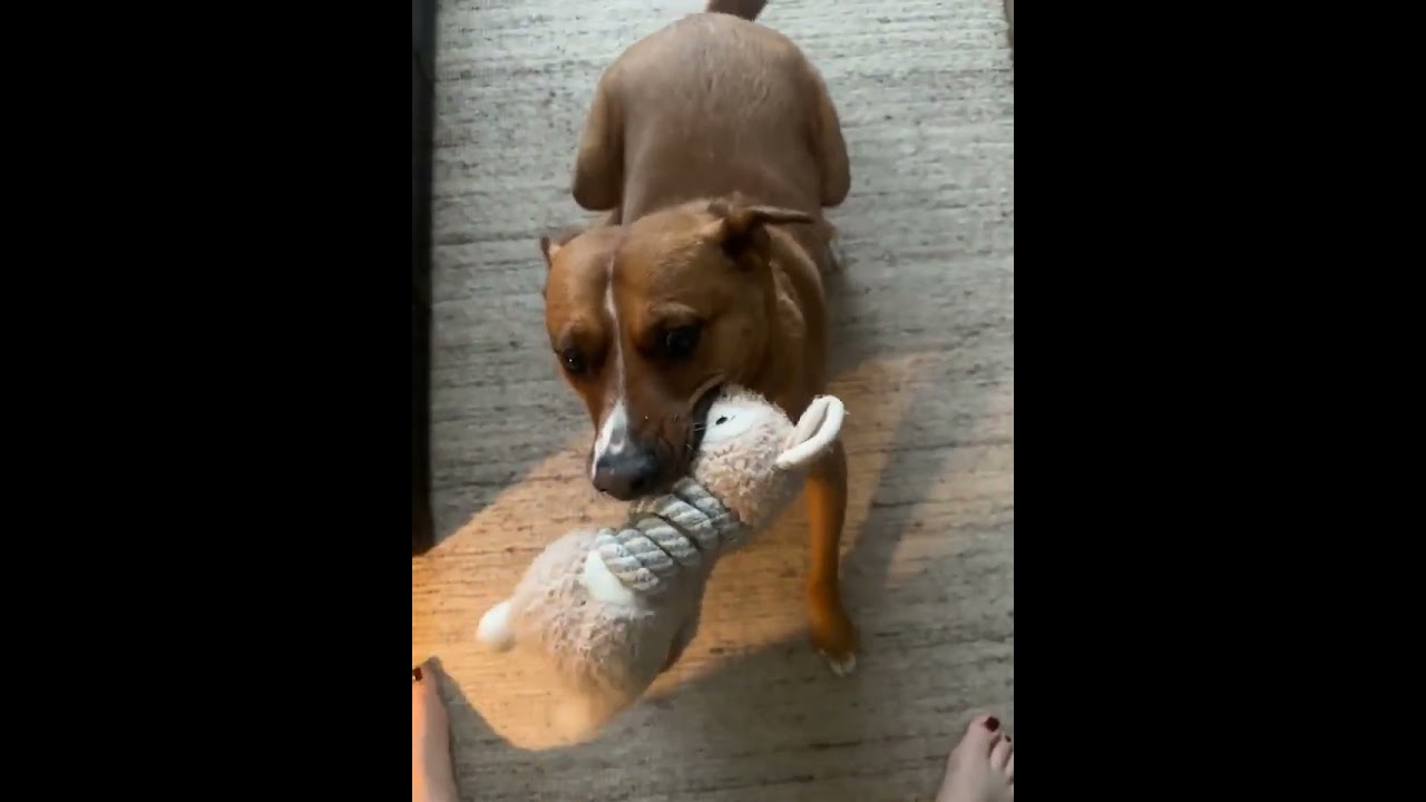 Enlarge Felice, a ADOPTABLE mixed breed in Kitchener, ON video 6/6