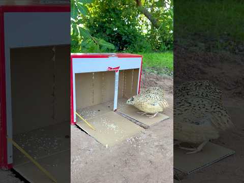 Creative Unique Beautiful DIY Quick Quail Using Cardboard Box #camping#Outdoors #bushcraft