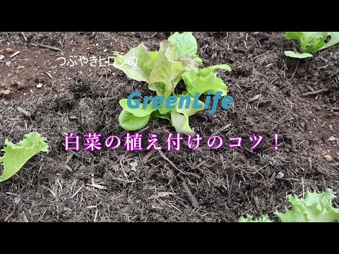 白菜 植物
