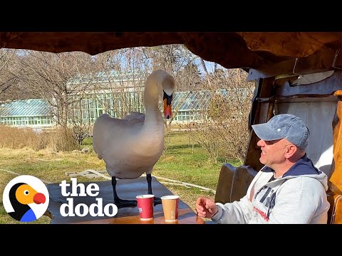 Man Befriends Swan And Takes Him Everywhere He Goes | The Dodo