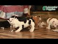 English Bulldog dogs for sale: Canyon  - Video 1
