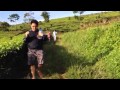 Holiday In Walini Tea Plantation