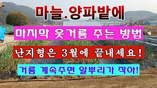 [텃밭농부 2,188]  마늘. 양파밭에 마지막 웃거름을 3월에 마쳐야 하는 이유! #마늘재배 #양파재배