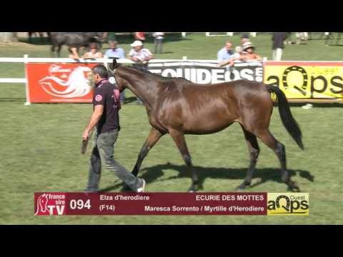 Show AQPS Le Lion 2016 : Lot 94 - Elza d'herodiere