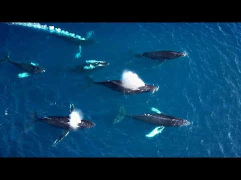 Migration: A Yearning for Home