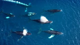 Migration: A Yearning for Home