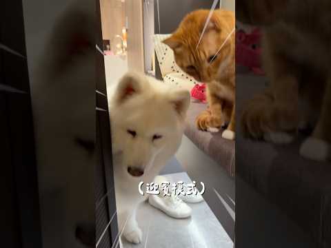 情緒不穩的居家守門員 #薩摩耶 #samoyeddobby #薩摩耶多比  #samoyed #毛孩 #狗狗 #dog