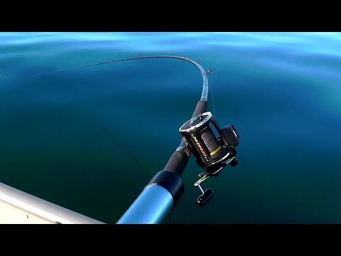 Salmon Strikes Compilation