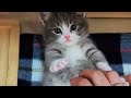 Kitten Loves The Belly Tickle Shorts