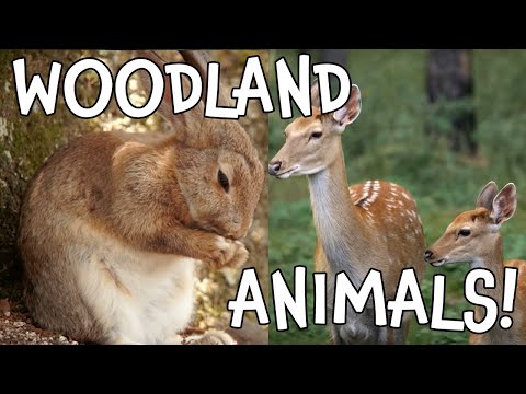 Woodland Creatures! Cutest Forest Animals for Kids!