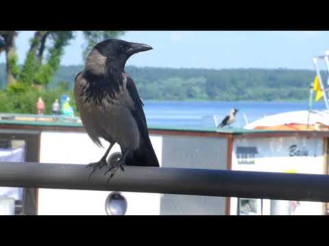 ‘Corvus Cornix‘ Another  Distinctive Corvid.