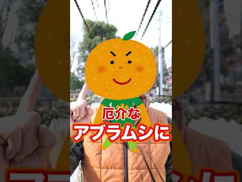 庭をどのように計画するか？豊かな菜園を作るために重要なステップは何ですか?  庭園