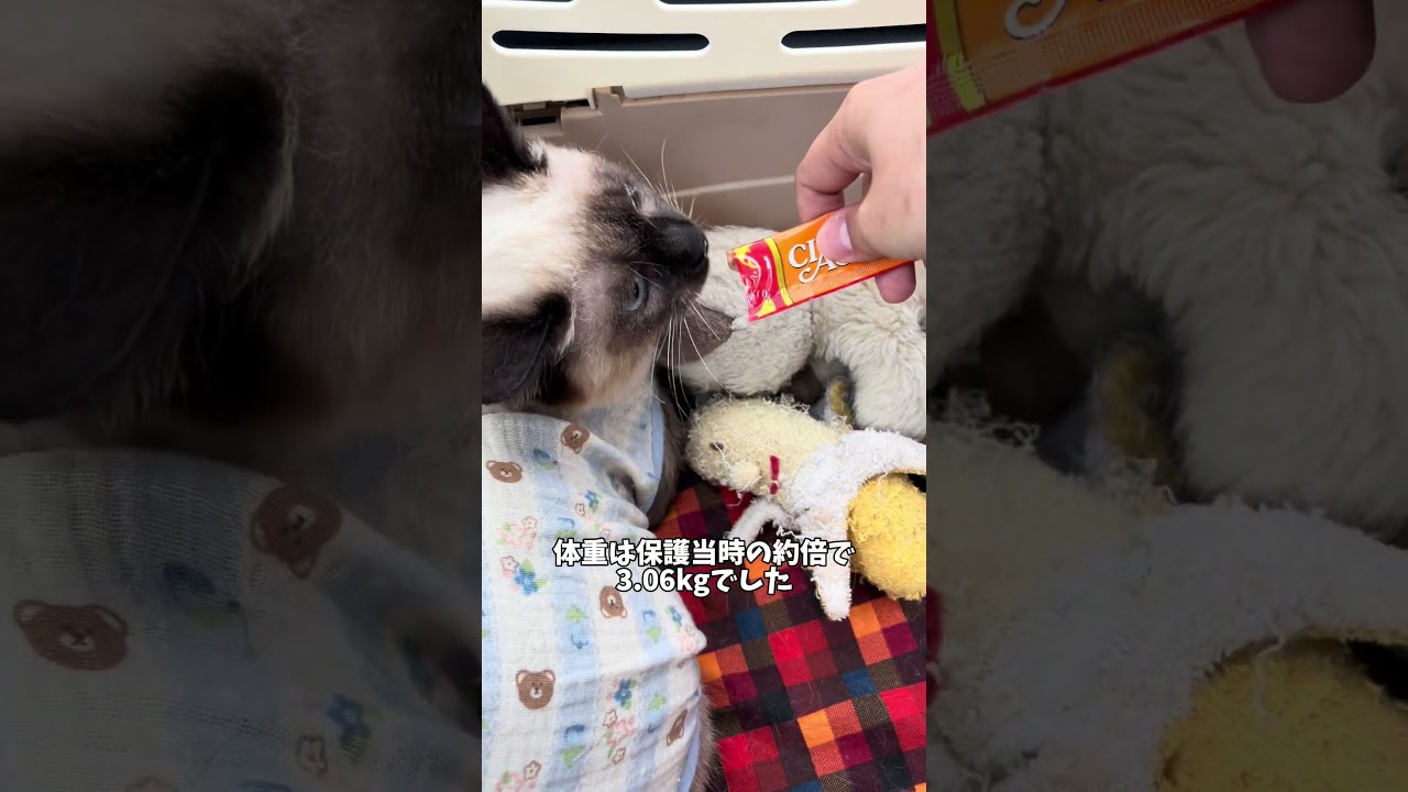 【オタクの保護猫動画】病院を察した猫、全力クレーム　#子ネコ #猫 #保護猫 #ねこのいる生活 #猫のいる暮らし #猫動画 #保護猫のもこ #保護猫のモコ