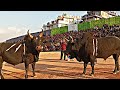 Iong I (Spartan Bull) Bahdeng 🆚 Iong Thadan mynta ka sngi ha Mairang