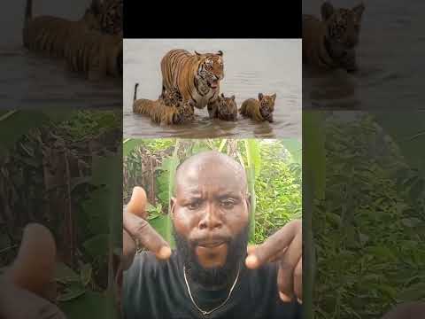 please watch this video to video 🐆🐆🐊🐊 #viralvideo #jimcorbettwildlifeandnatureview
