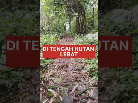 Ditengah Hutan lebat Gunung Salak Jawa Barat