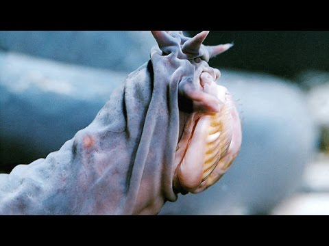 The Hagfish Is the Slimy Sea Creature of Your Nightmares Video