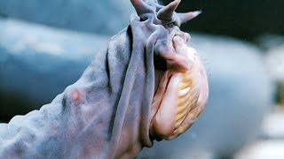 The Hagfish Is the Slimy Sea Creature of Your Nightmares