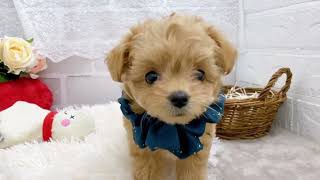 ハーフ犬の動画01