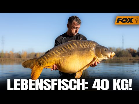 Franz fängt 40-Kilo-Monsterkarpfen in Österreich! 😱