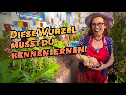 Yacón – The super root that tastes like fruit 🍎🥔