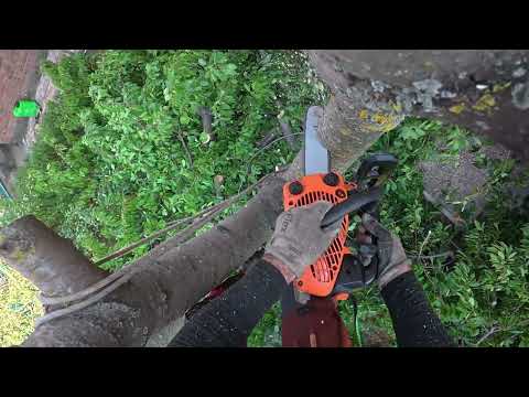 От черешни не осталось и следа! Спил. дробление веток, удаление пня