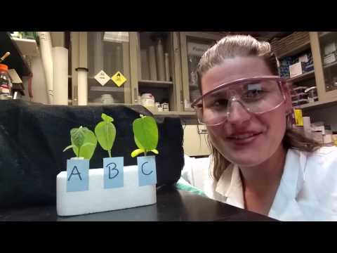 Cell-fie Science Ep 7: Ethylene