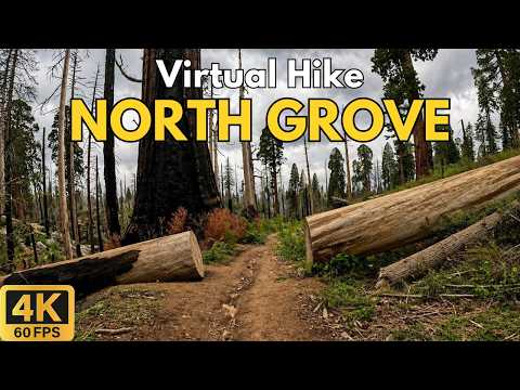 North Grove & Sunset Loop 4K POV Hike | Kings Canyon National Park | Treadmill Walk