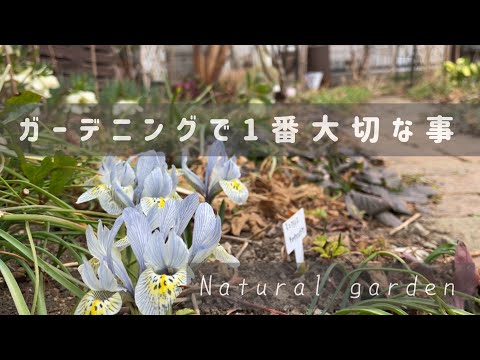 天然肥料の中で最も効果的な肥料、コンフリー肥料の作り方  庭園