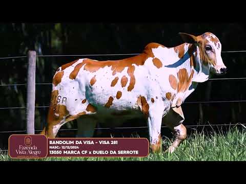 GARROTE NELORE PINTADO - BANDOLIM DA VISA - VISA 281