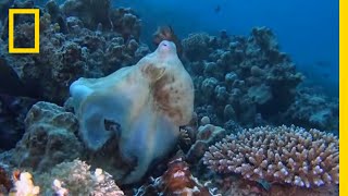 Octopuses Mate With a Special “Sex Arm” | National Geographic