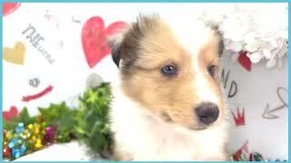 ペットショップCOO&RIKU No00703820(シェットランドシープドッグ)