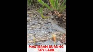 Download lagu MASTERAN BURUNG Branjangan / SKY LARK gacor NGEROL #burung #branjangan #gacor #ngerol #shotrs mp3 Download lagu MASTERAN BURUNG Branjangan / SKY LARK gacor NGEROL #burung #branjangan #gacor #ngerol #shotrs mp3