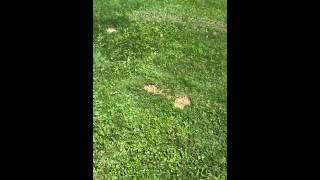 Fetty Wap ft Mole Trap God. Come my way!