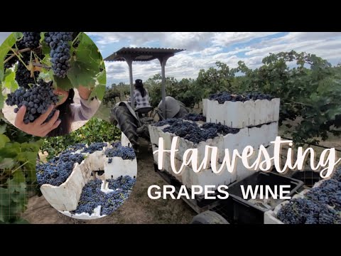 Farming harvesting Grapes Wines Marielasin Pinay Sa Australia