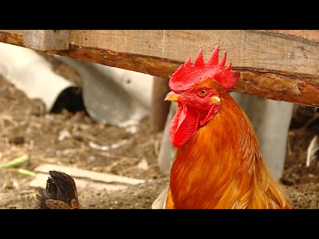 В новый дачный сезон - с новыми правилами