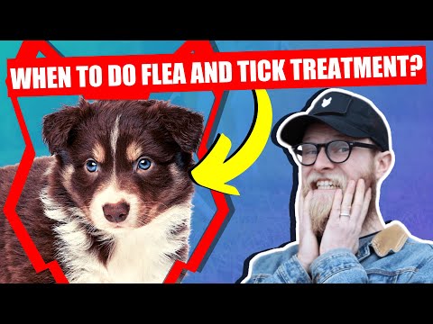 WHEN SHOULD I FLEA AND TICK MY BORDER COLLIE PUPPY