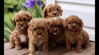 Video preview image #1 Cavapoo (Miniature) Puppy For Sale in NEW HOLLAND, PA, USA