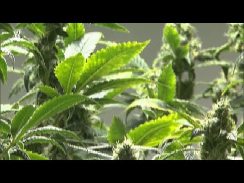 NJ Marijuana Deadline Moved