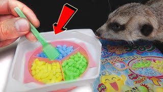 DIY СТРАННЫЕ СЛАДКИЕ ЯПОНСКИЕ ЧЕРВЯЧКИ из ПОРОШКА 😝 Сурикат Тимка пробует Шоколадные Бургеры!