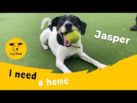 Jasper for sale in Glasgow, Scotland