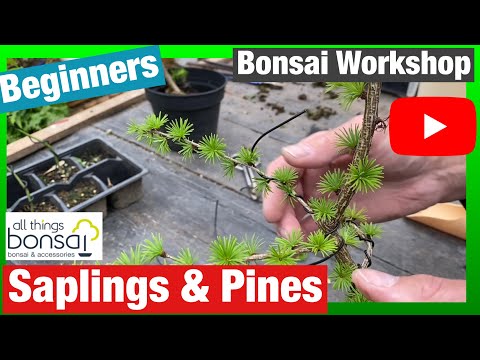 Bonsai Workshop: Saplings & Pines For Beginners