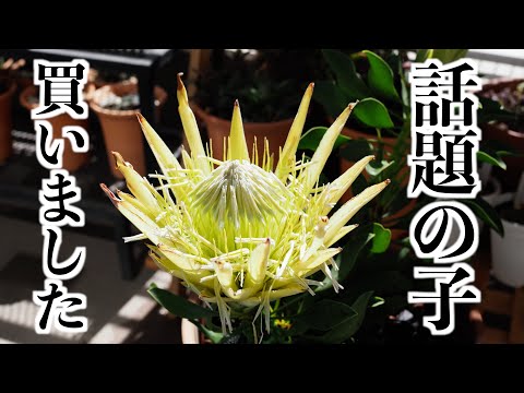 ピッポー 植物