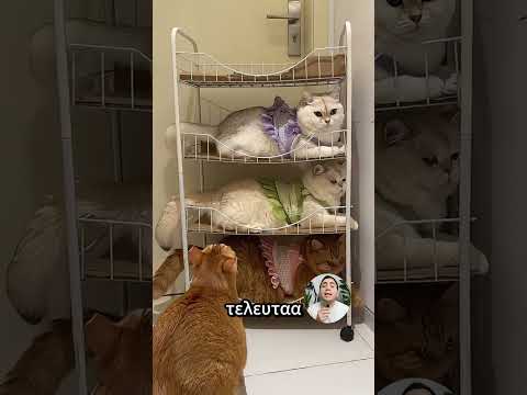 Η νυχτερινή περιπέτεια των γατών! 🐾🌙