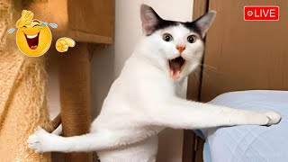 Try Not To Laugh😸 Funniest Cats And Dogs 2025😅 Part 26