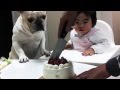 Este adorable perro se queda sin pastel 