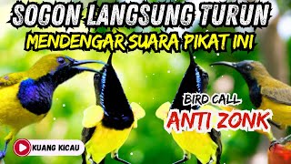 Download lagu SUARA BURUNG RIBUT, SUARA PIKAT SOGON KOMBINASI RAMBATAN PARUH MERAH mp3