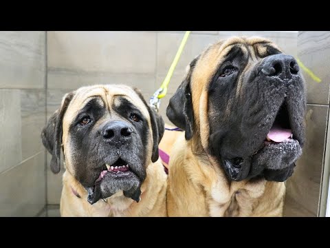 Bathing two giant, adorable, and slobbery English Mastiff dogs